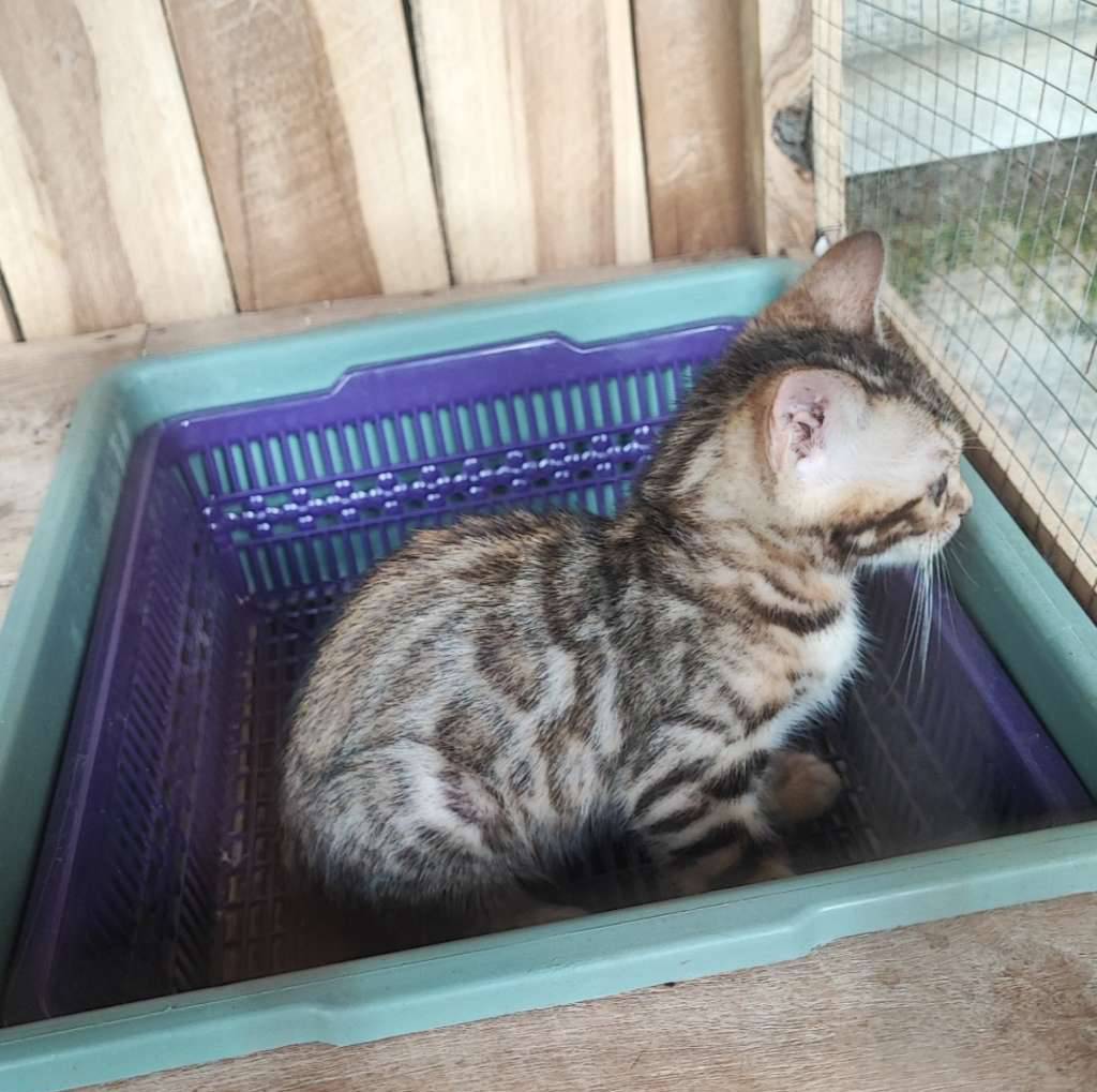 kucing-bengal-GULBWF58AM