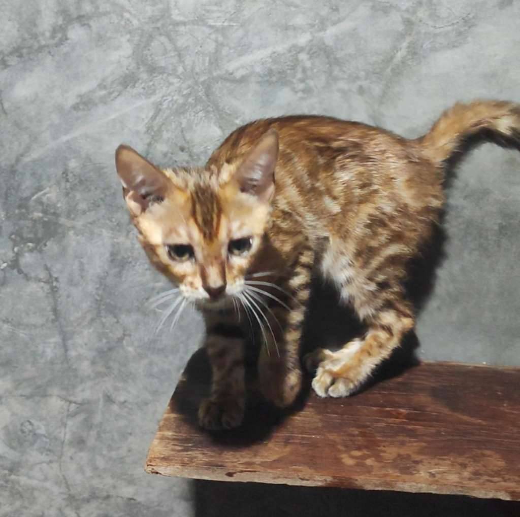 kucing-bengal-3FFKSYP23B