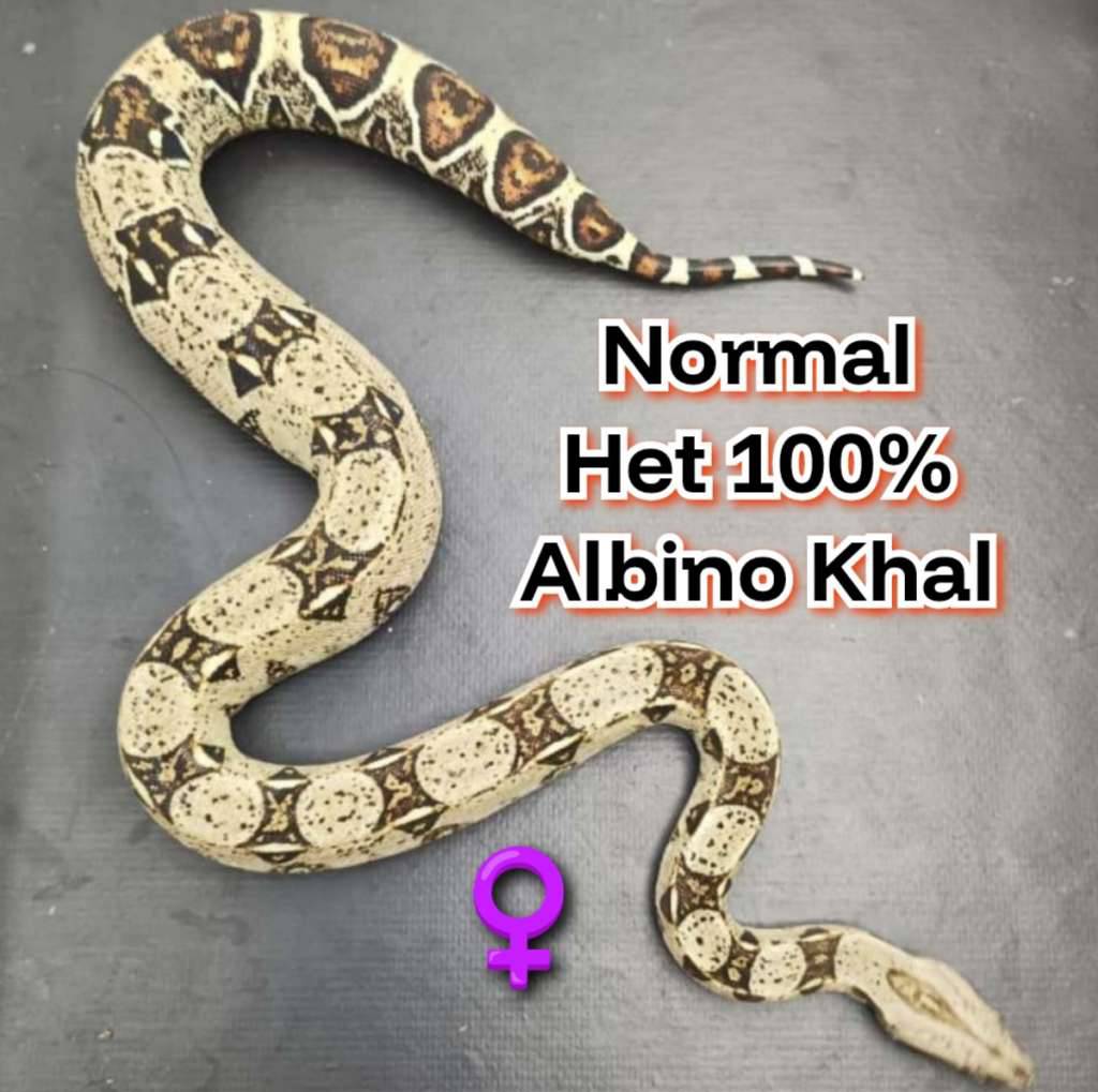 boa-het-albino-kahl-100-DK0IG9AK29