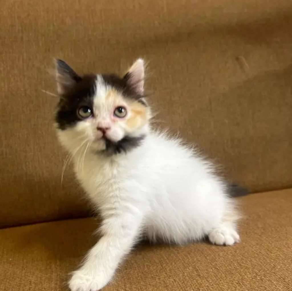 kucing-kitten-calico-super-cantik-betina-VI1O9U5LAW