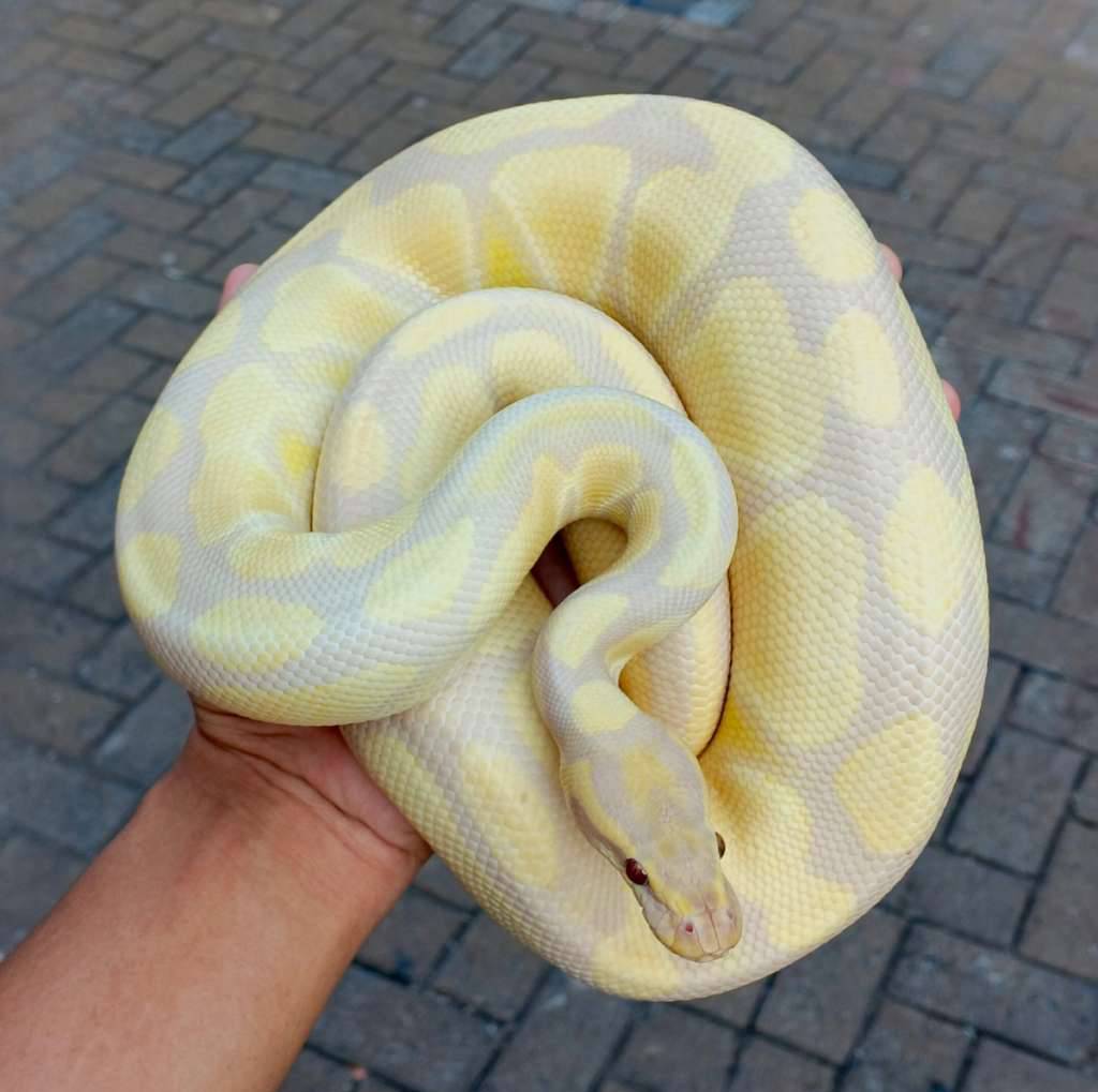 ballpython-albino-lavender-XLX5F2N8QN