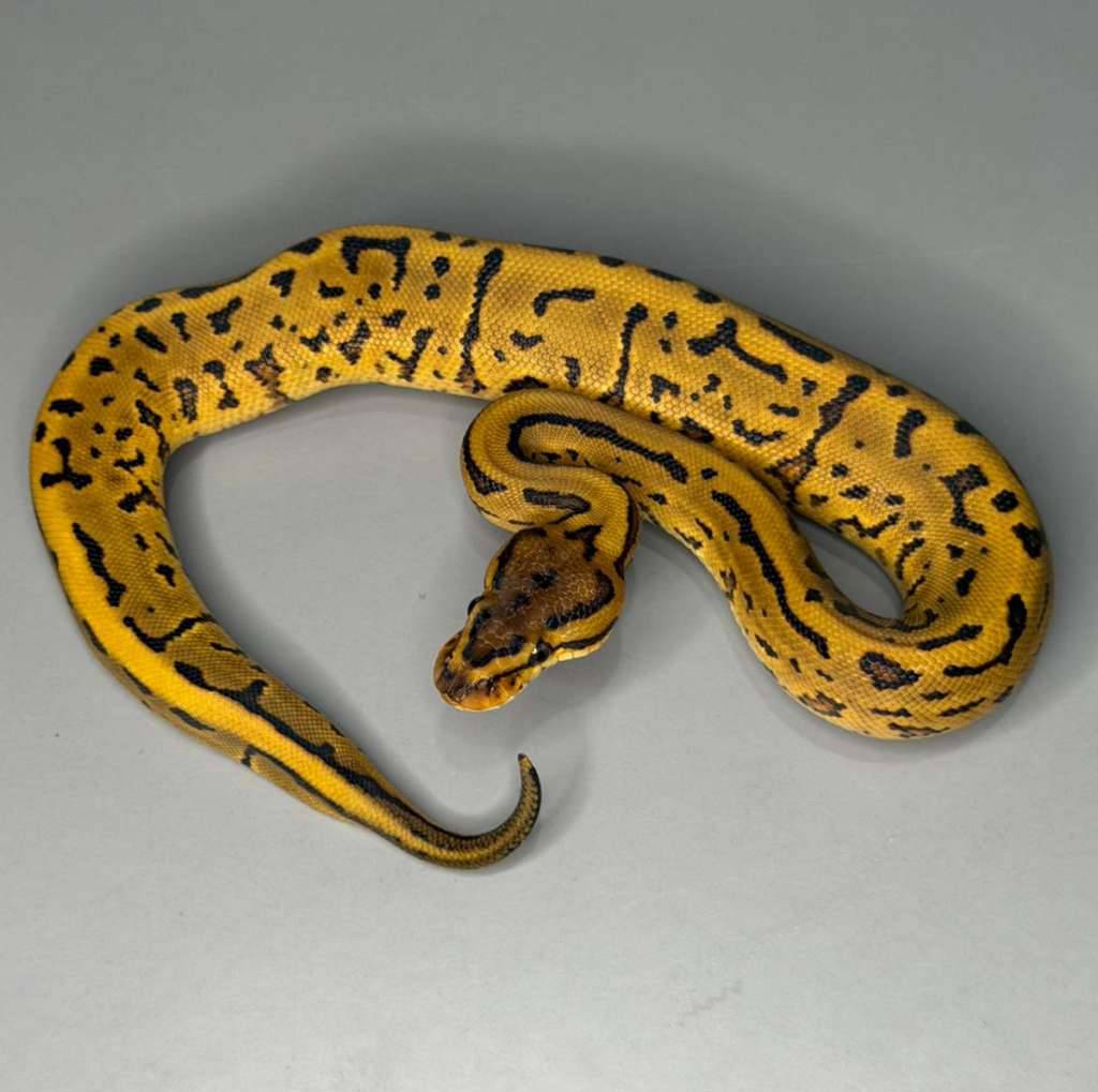 female-leopard-pinstripe-gravelyb-WGKJ9V1KV3