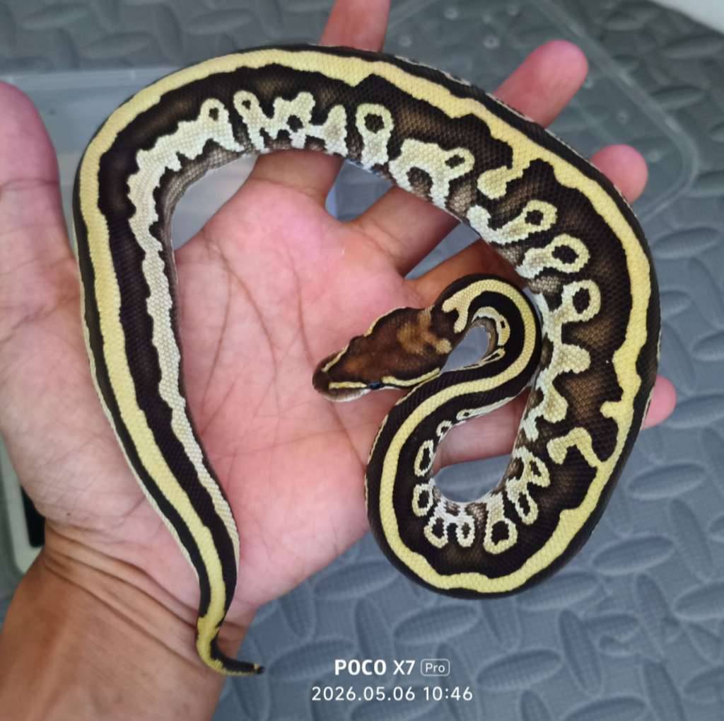 butter-leo-fire-female-8YSCRZS3LU