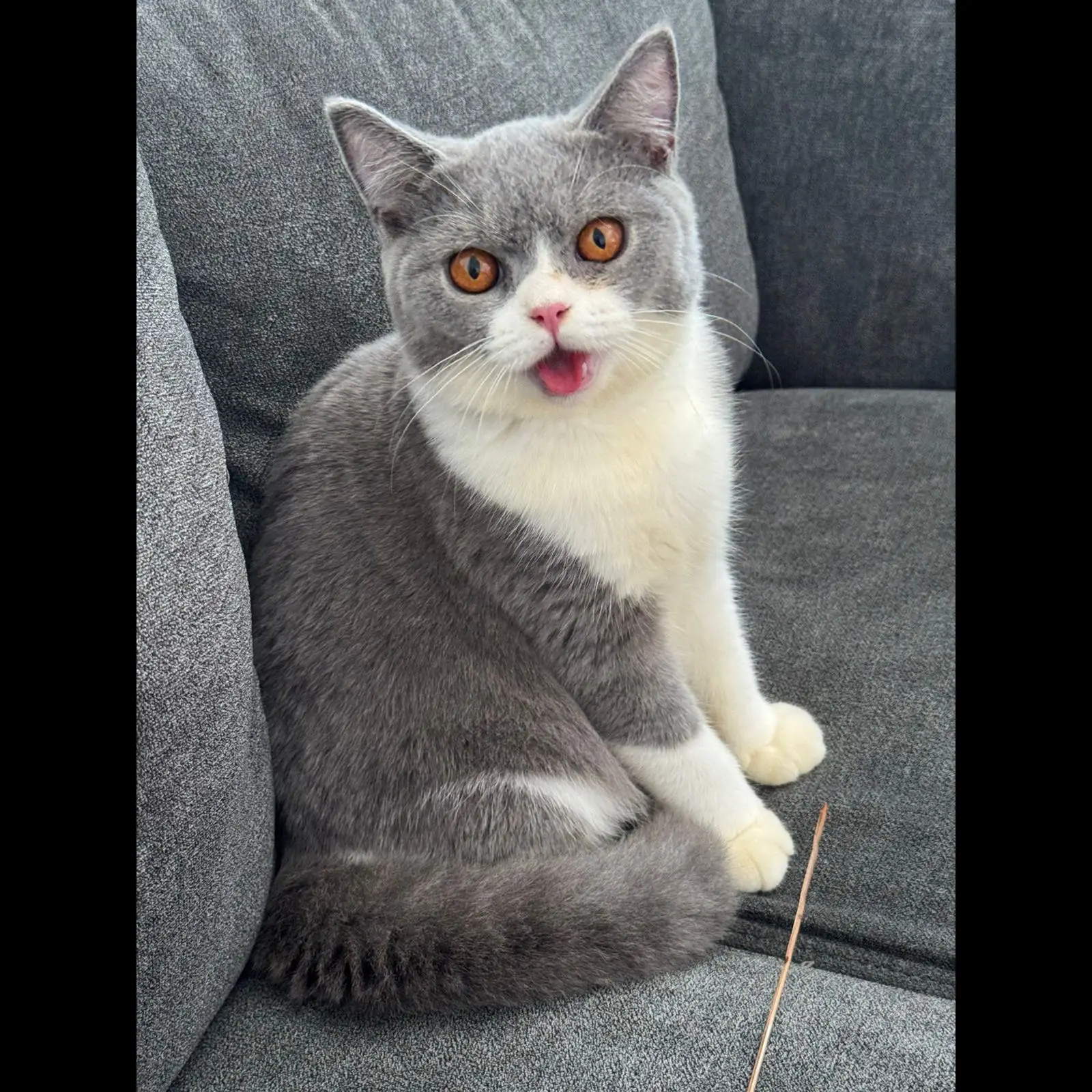 bsh-bicolor-usia-7bulan-full-vacinated-GLI0CBANIR