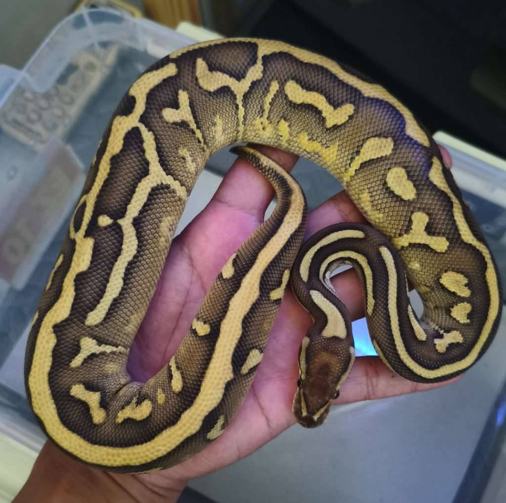 blackhead-leo-lesser-het-clown-female-11VZK14H5Y