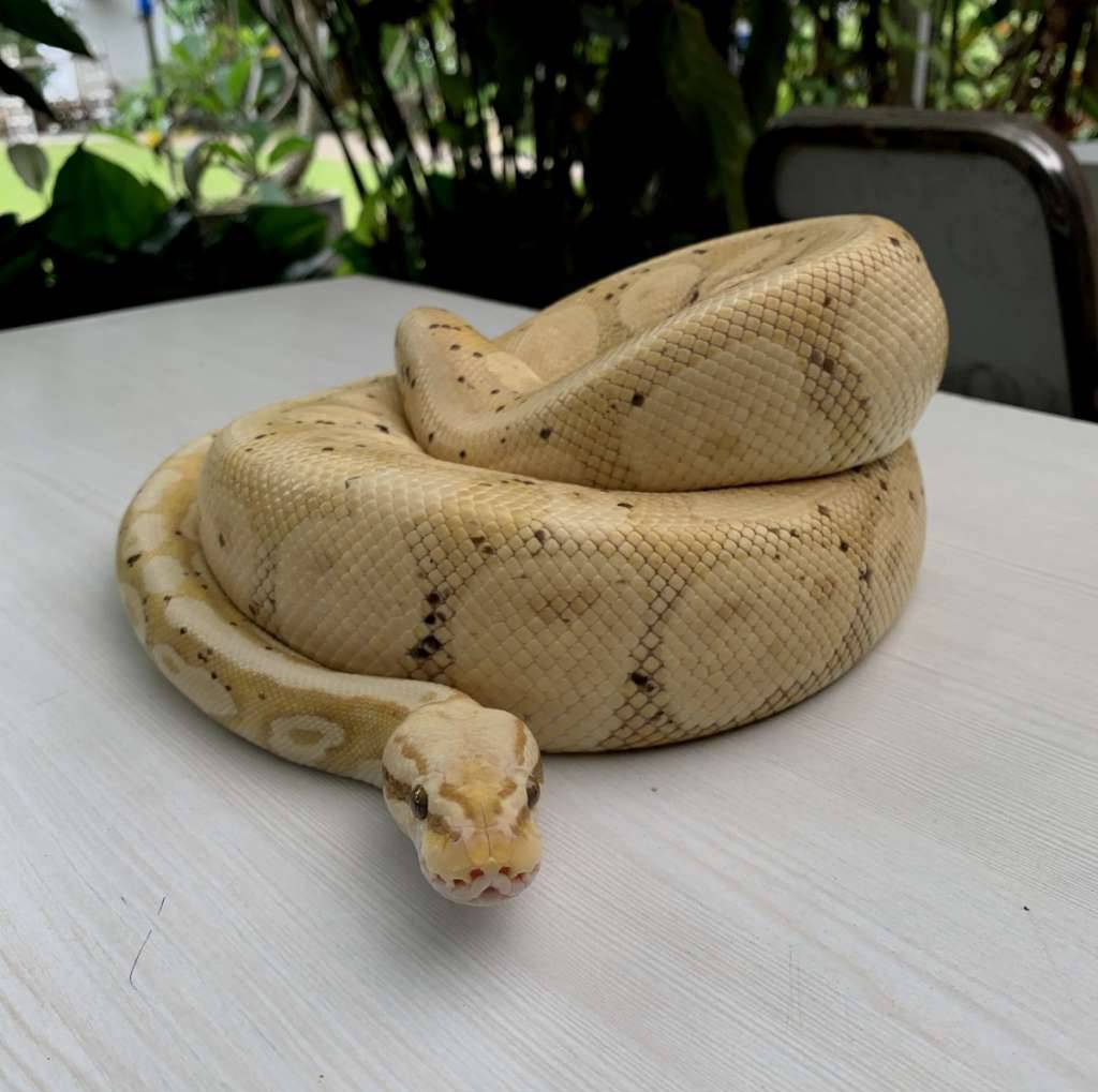 ball-python--banana-pastel-calico-OXEAYGX1N3