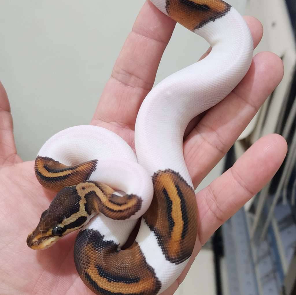 black-pastel-pied-G6NKN5M04Y