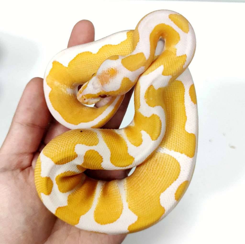 f-lavender-enchi-ph-clown-3A7771NQWN