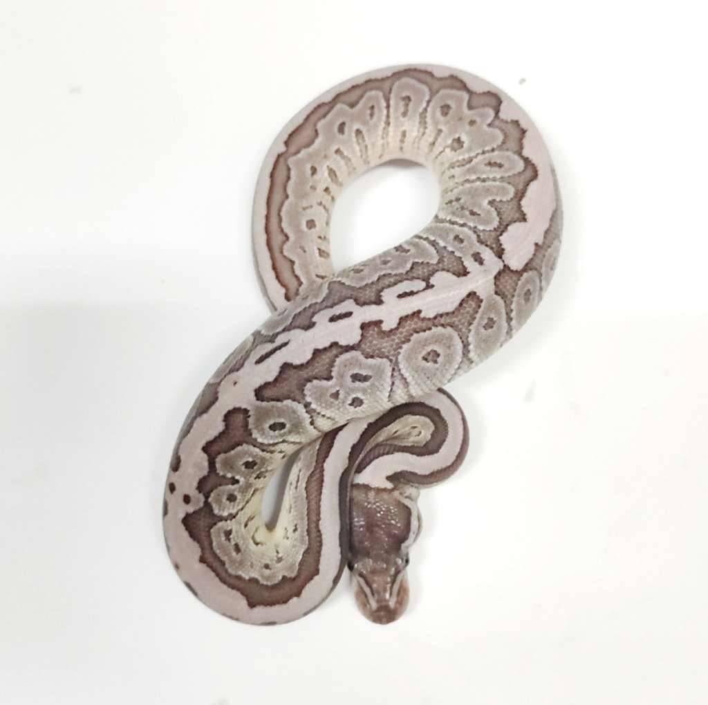 f-mojave-pins-vpi-axanthic-1YIYNZEFWA