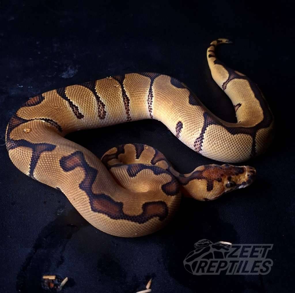 f--enchi-clown-BGQ4U8T5YC