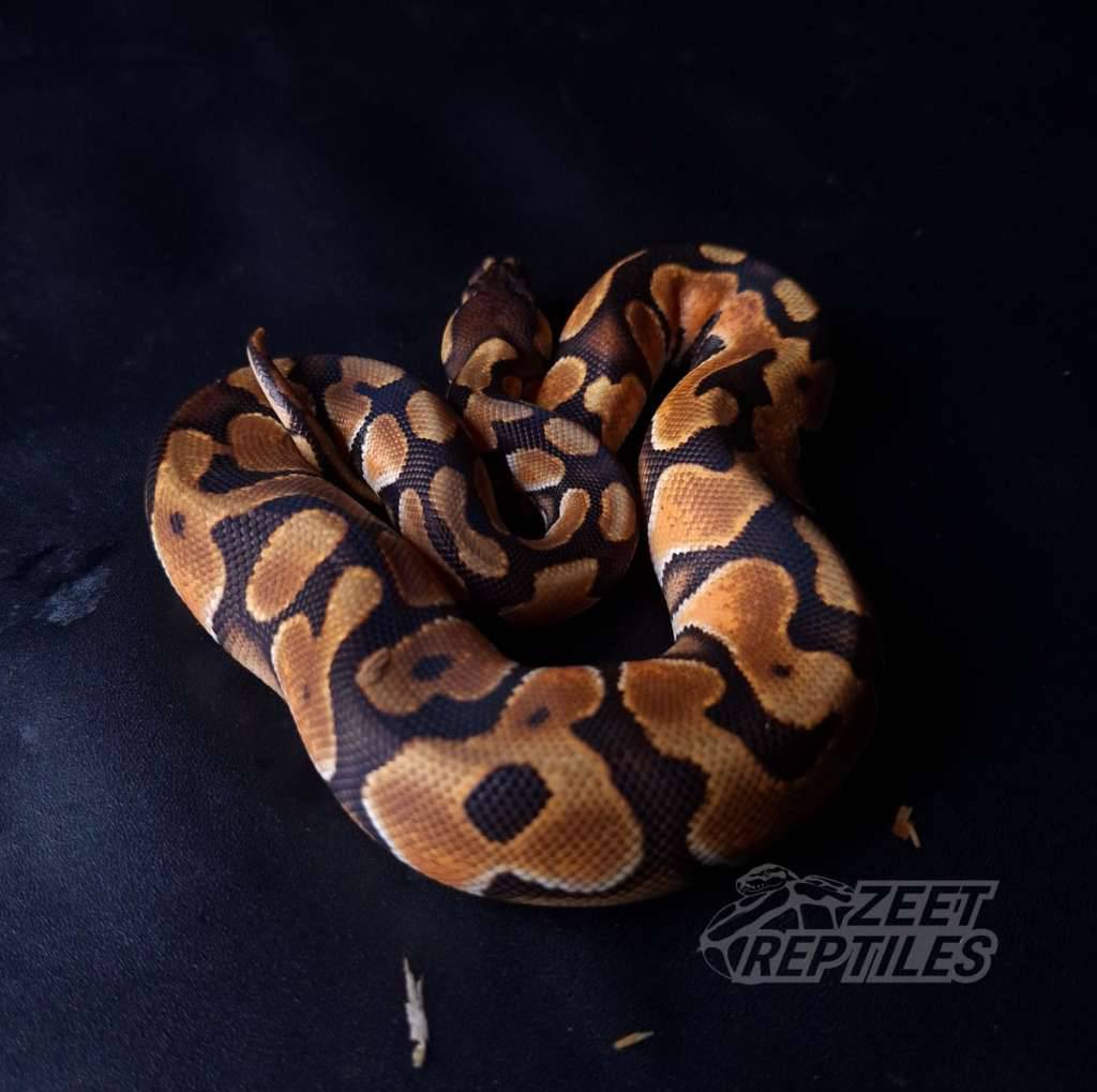 f--cinnamon-enchi-het-clown-FEOPVUPYTO