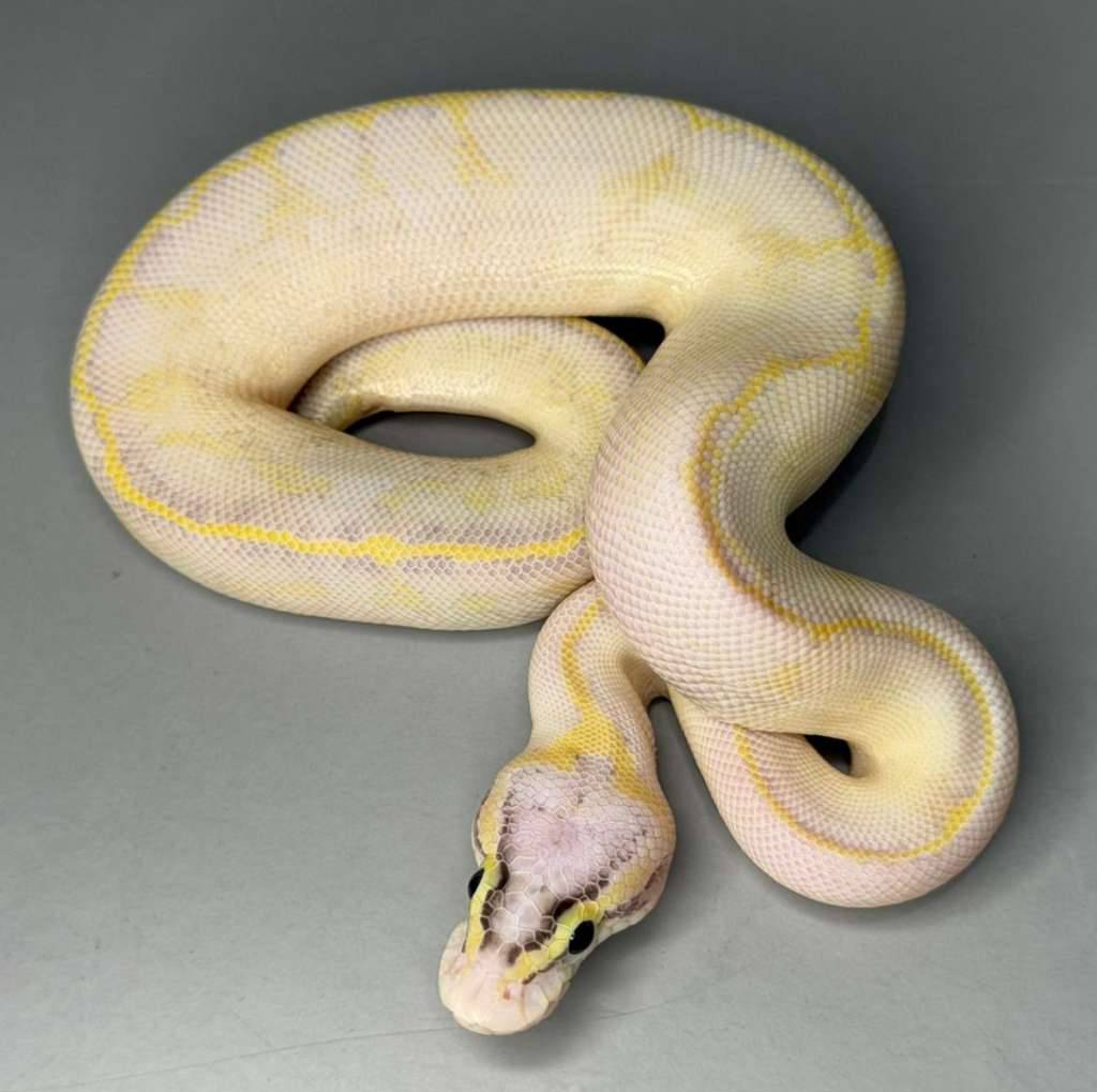 pastel-ivory-poss-leopard-ENZQEEBCUP