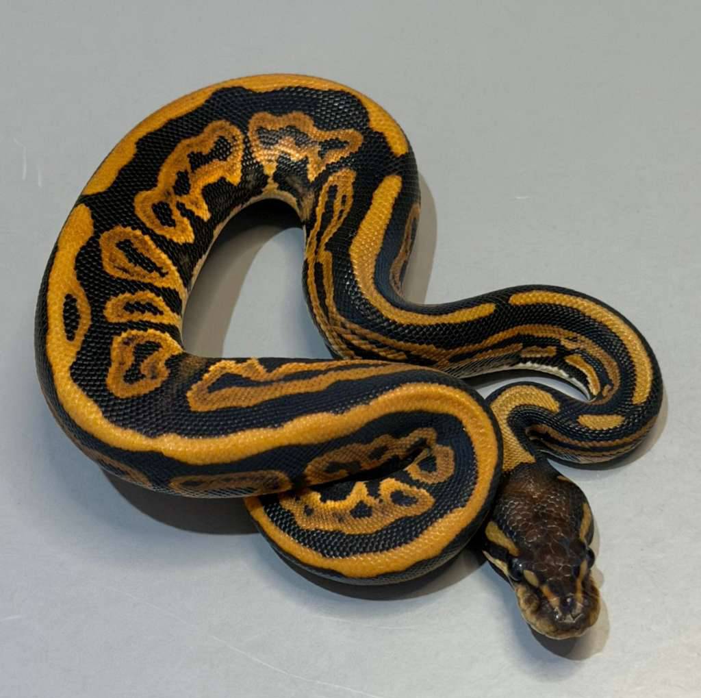 leopard-black-pastel-66-dh-dreamsicle-M0Y6QKZBZZ