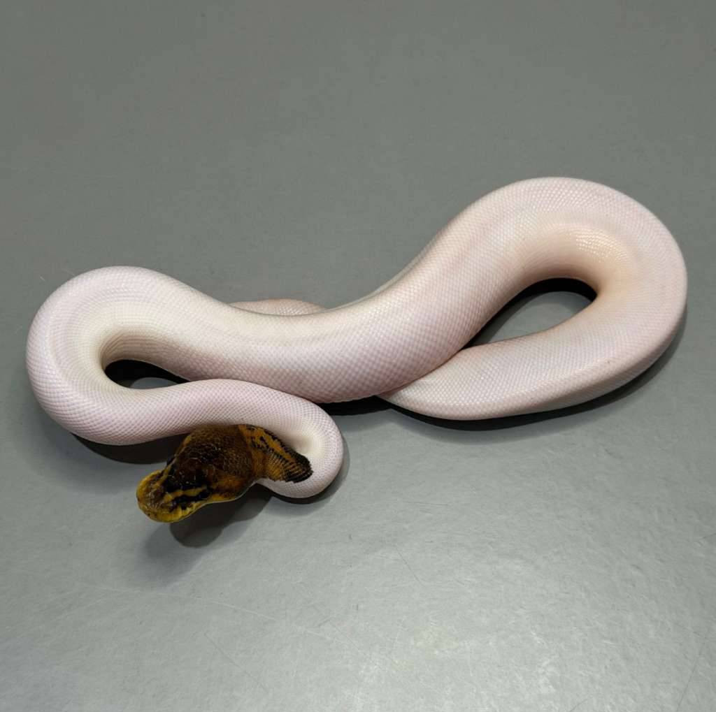 black-pastel-leopard-pied-66-het-lavender-BKMLRIGJZ4