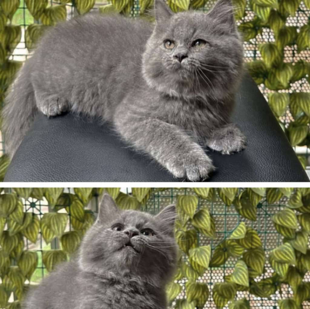 kucing-kitten-british-longhair-abusolid-betina-03Y2WMGPG7