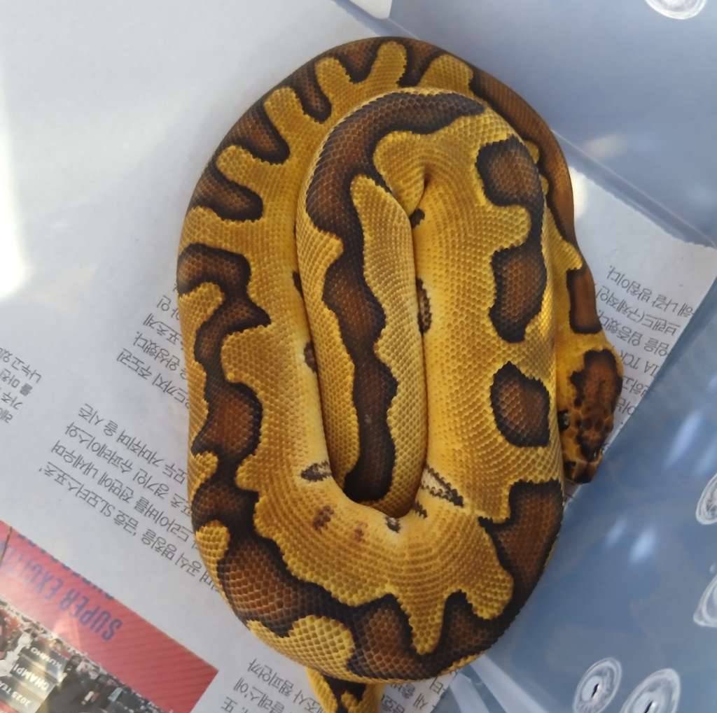 ball-pyton-enchi-clown-CXOZPFBF4L