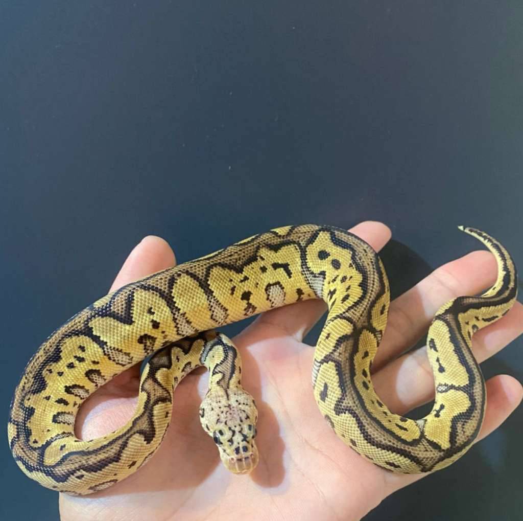 ball-pyton-pastel-spotnose-clown-3ZWF1UE3KD