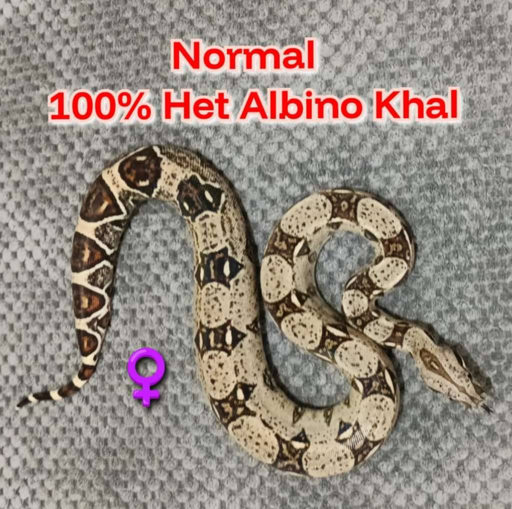 boa-het-100-albino-kahl-Q7EILGRD1W
