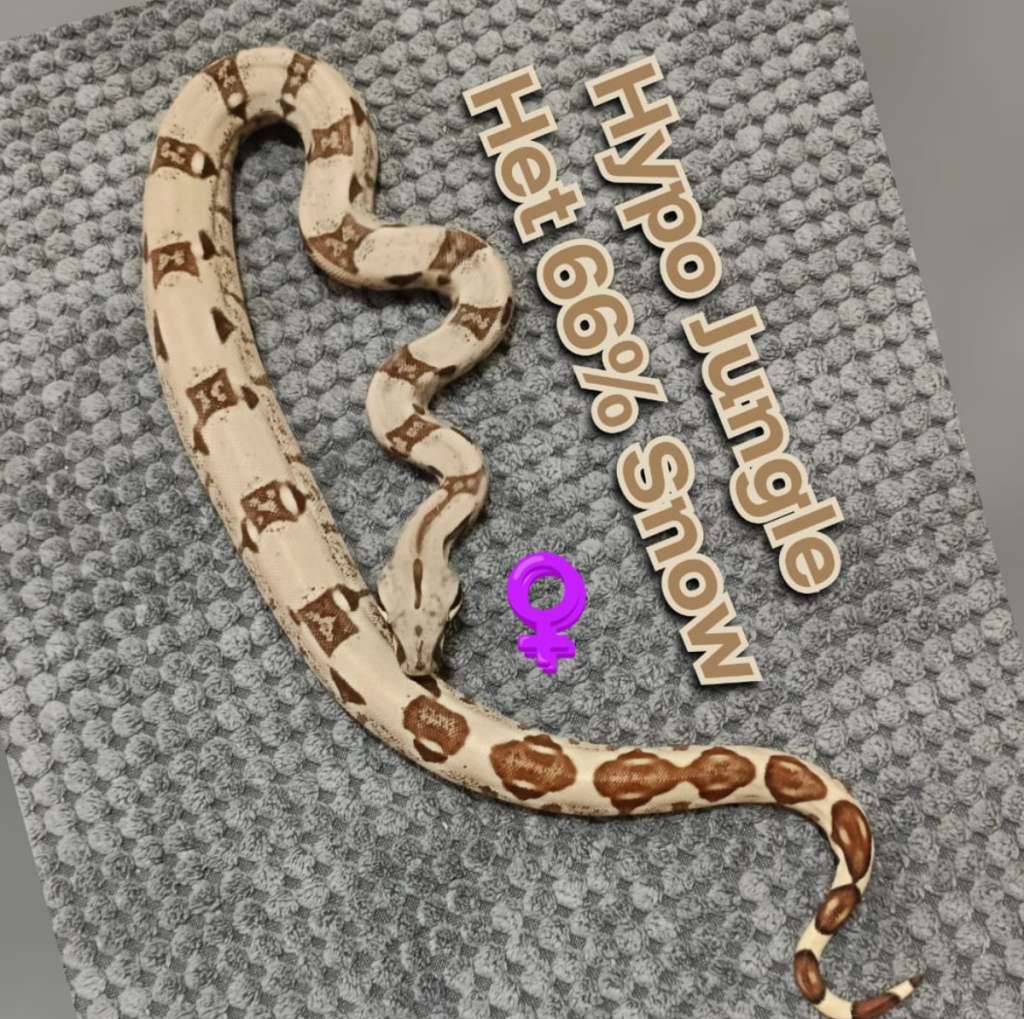 boa-hypo-jungle-het-66-snow-W5I5WWOUZV