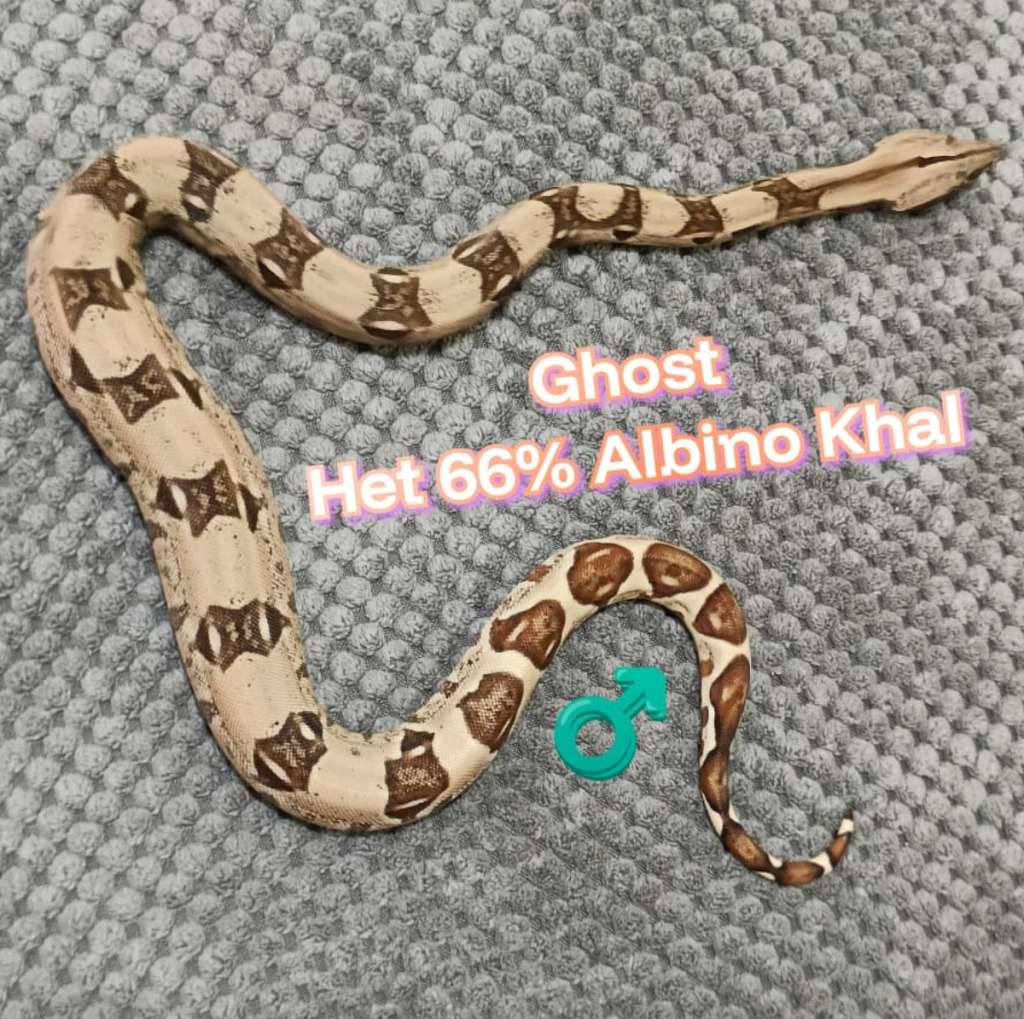 boa-ghost-het-66-albino-khal-ILQ8QVY4S7