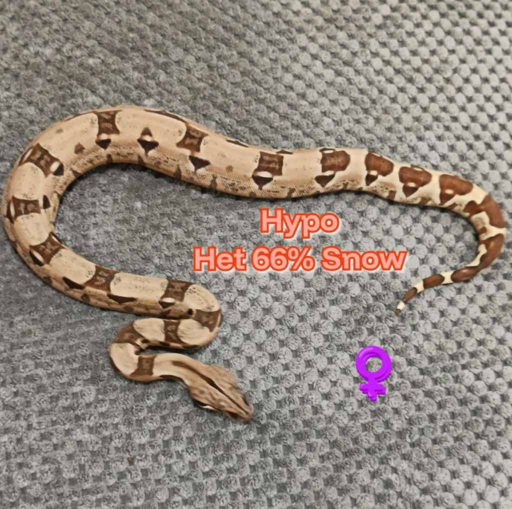 boa-hypo-het-66-snow-Q27A5Z39M1