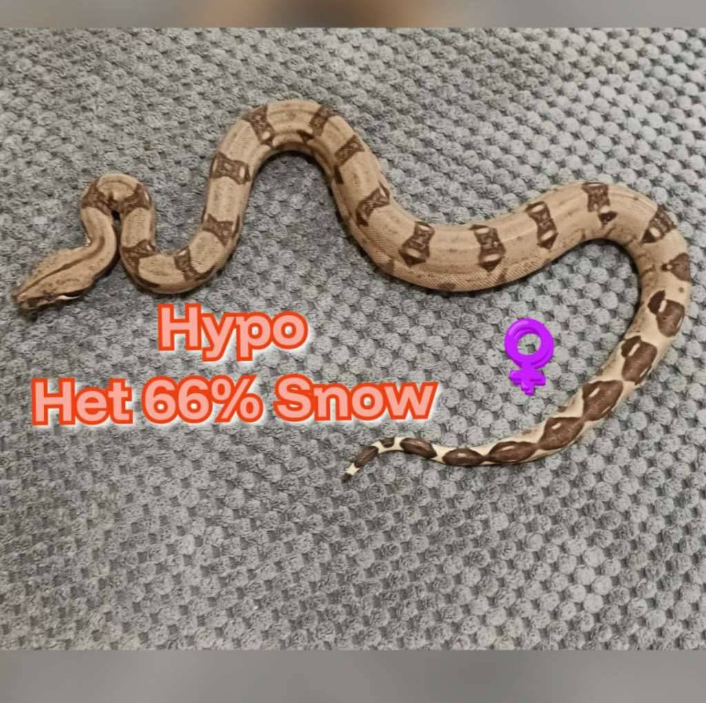 boa-hypo-het-66-snow-8IQQVFNXYO