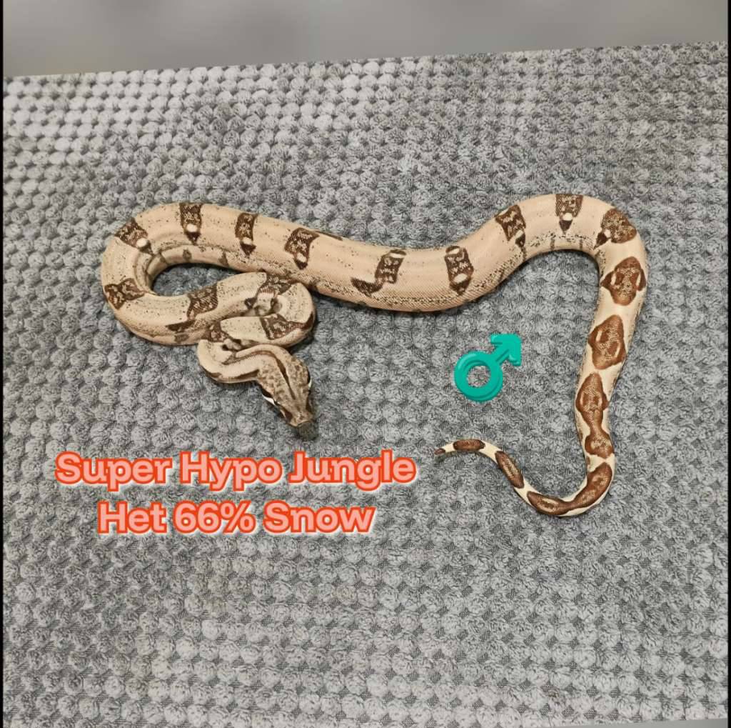 boa-super-hypo-jungle-het-66-snow-USBO4EO6ST