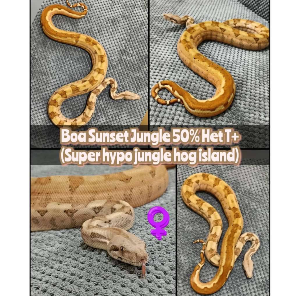 boa-sunset-jungle-50-het-t-Y4NDCZFGNT