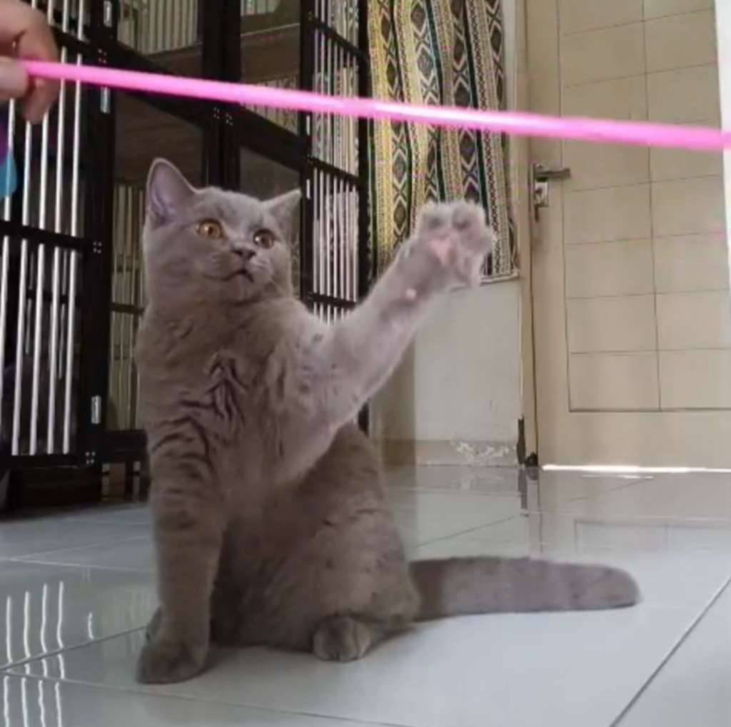 kucing-british-shorthair-1GDYG07EWY