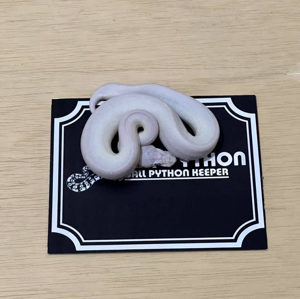blue-eye-leucistic-ball-python-lmo-2025060510-JWIH3V3TZ3