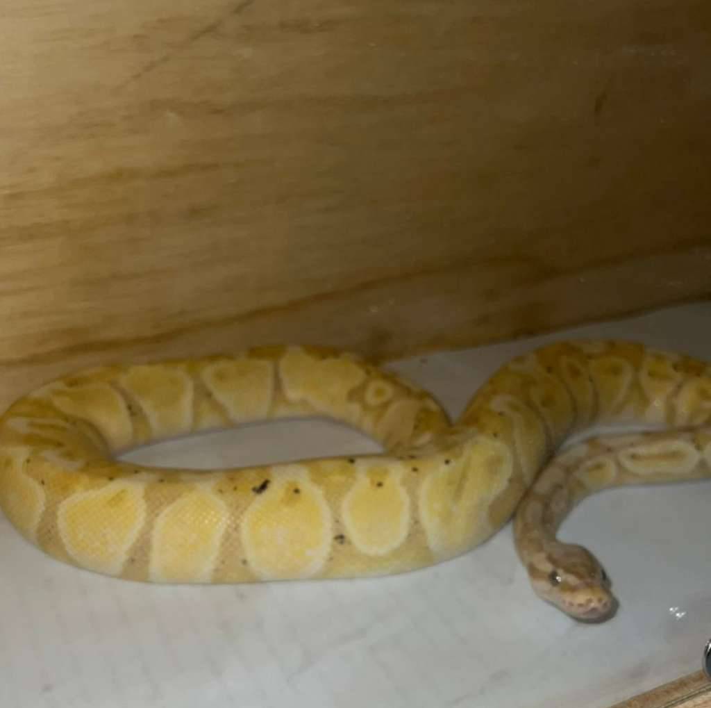 female-banana-pastel-9FRT1PZCAL