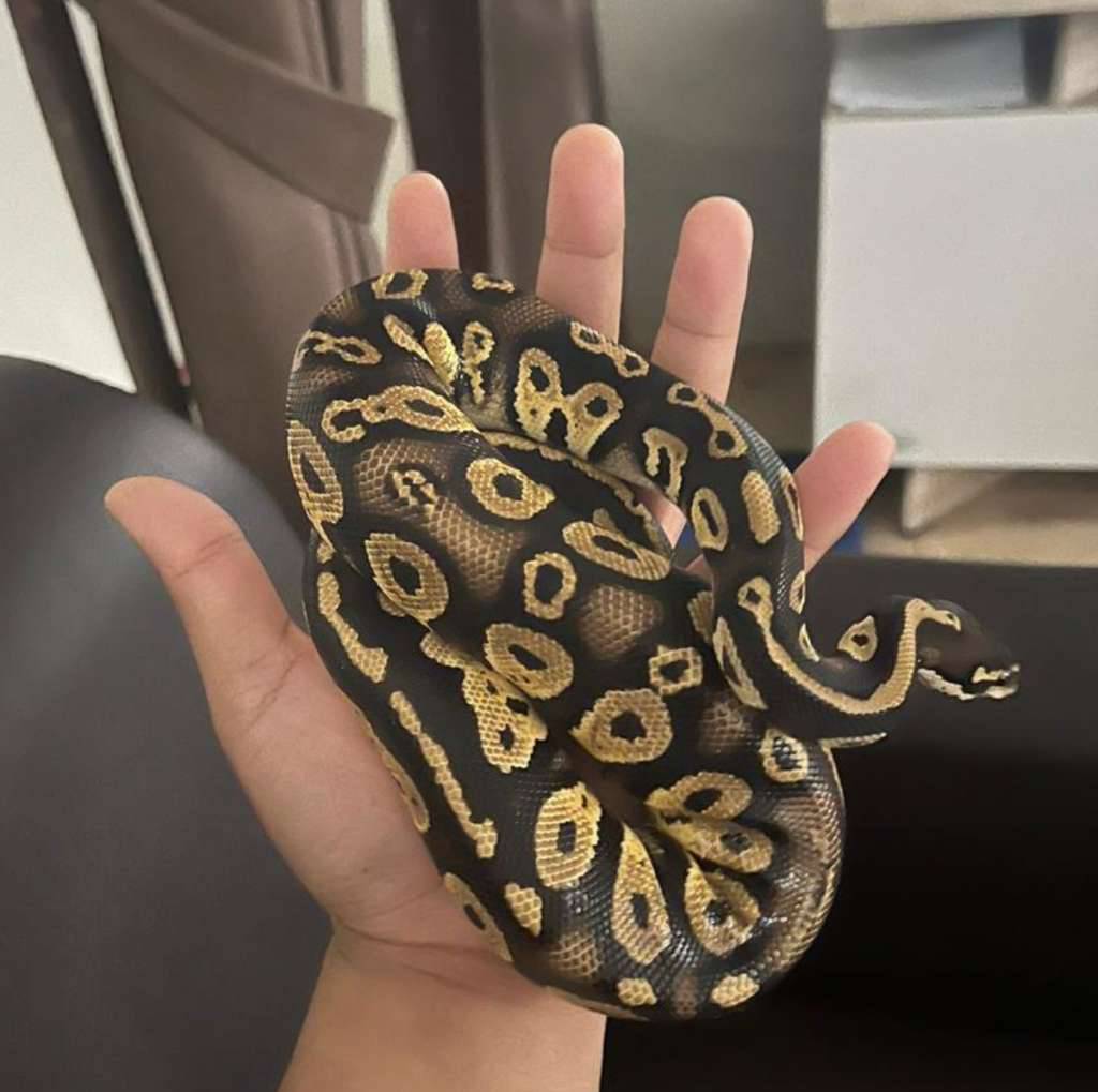 black-head-pastel-R21WC63RSM