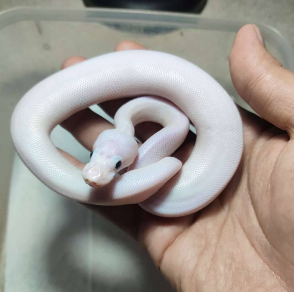 lucy-black-eyes-dgph-dg--B41HDYE6OX