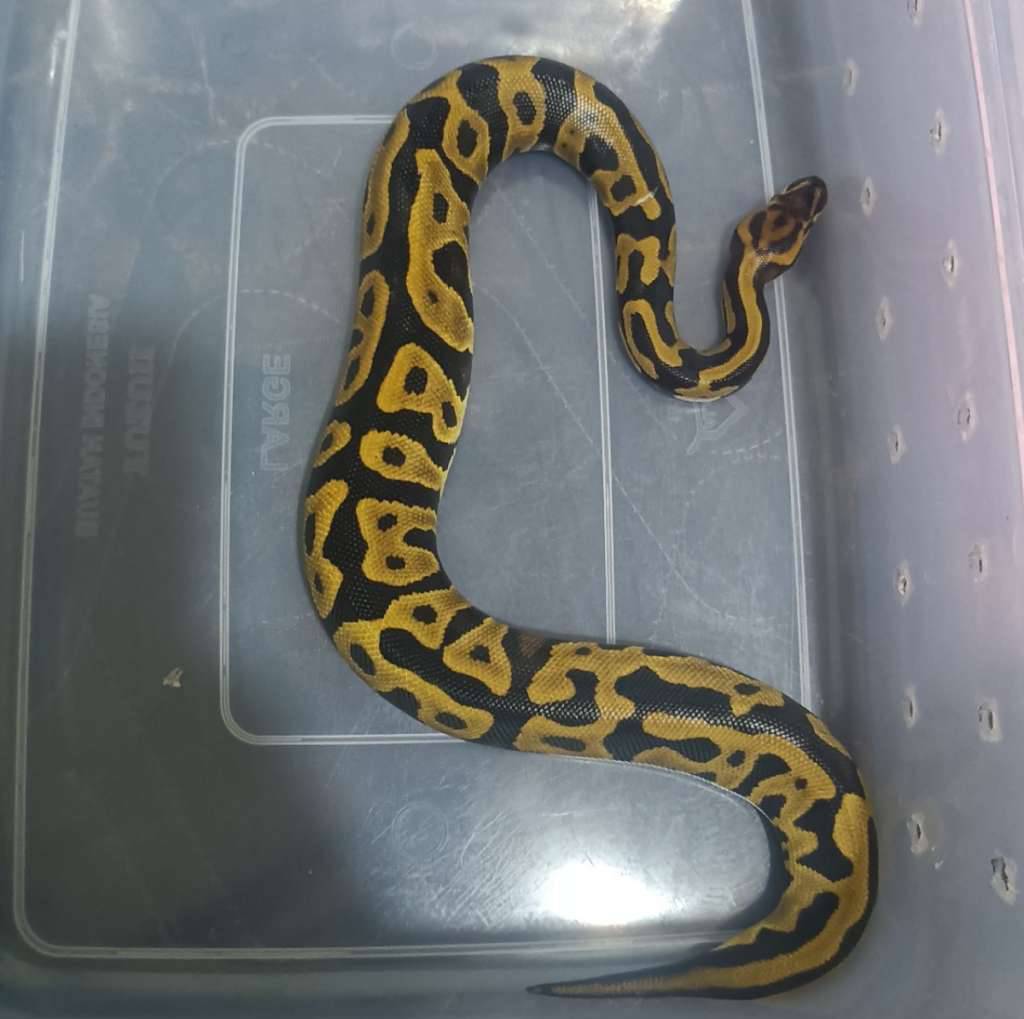 leopard-het-clown-9K38WD5PK5