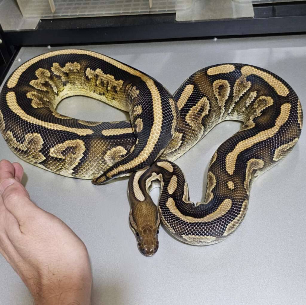 blackpastel-mochamojave-yb-het-albino-female-47VDHDJD2L