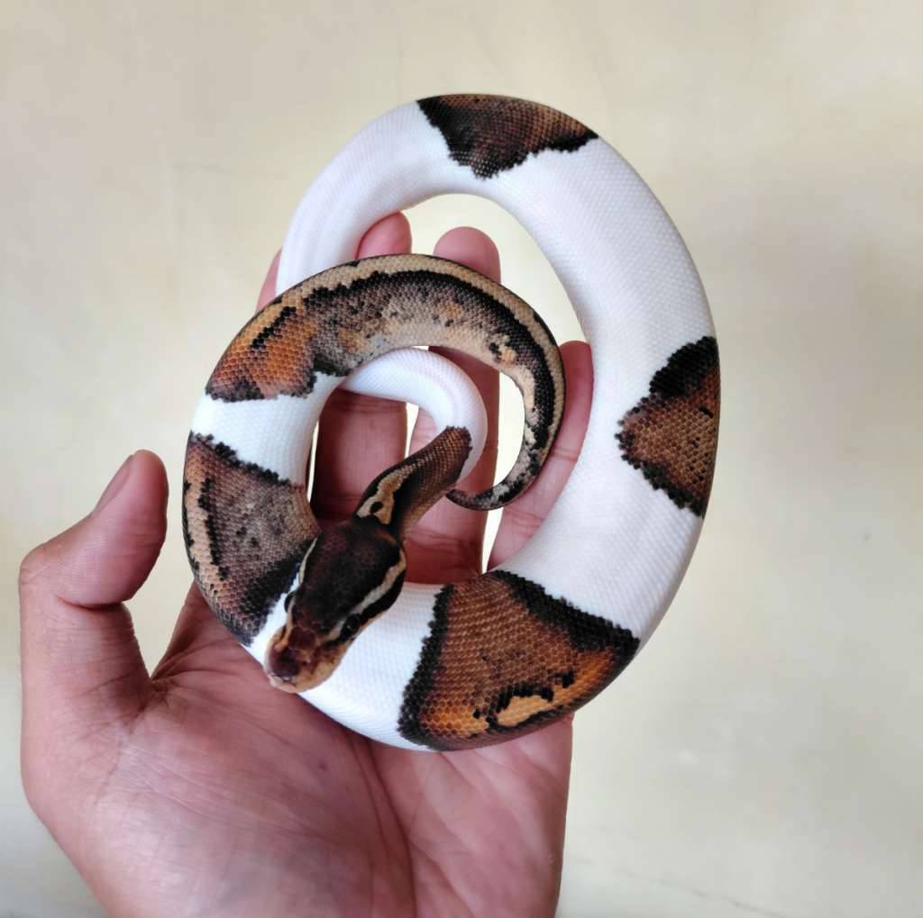 black-pewter-pied-ballpython-00GVG93YT0