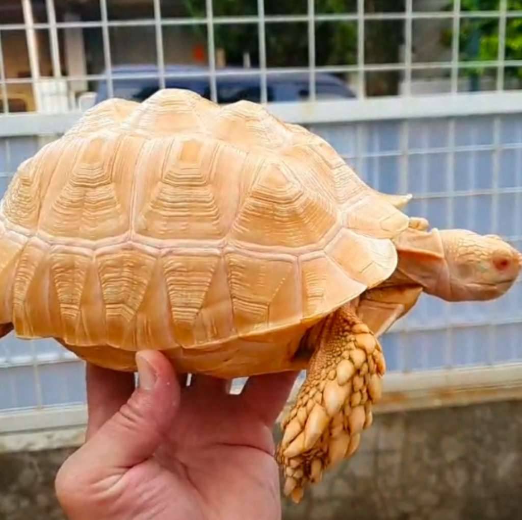 sulcata-albino-sulbino-XSU6RPM52W