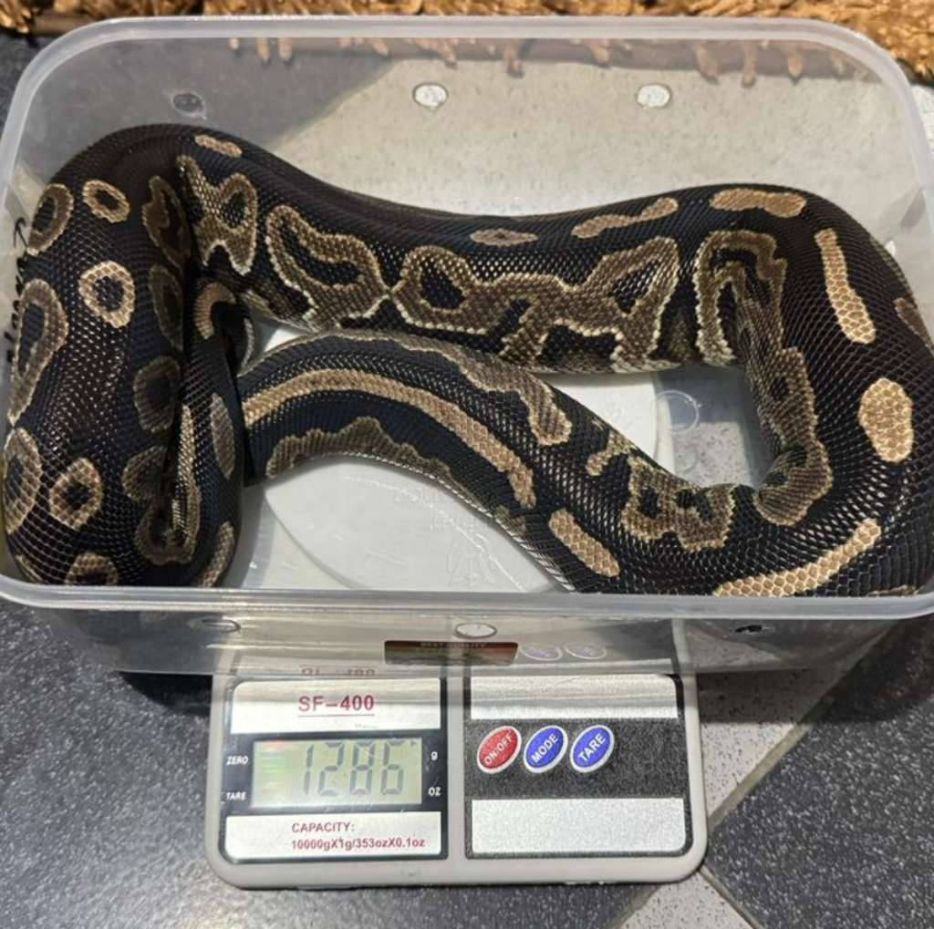 ball-python-cinnamon-CDBO5BDWZE
