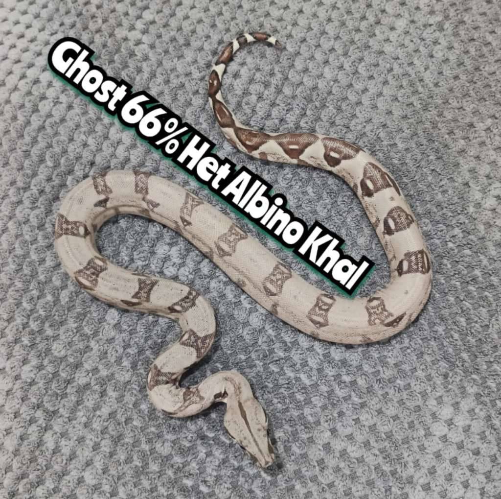 boa-ghost-het-66-albino-khal-QX3OCWL22U