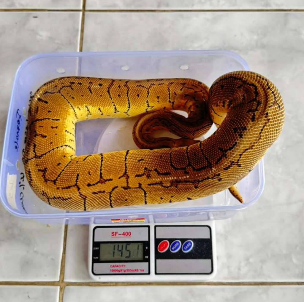 ball-python-pastel-pinstripe-het-hypo-N8LV35UQLV