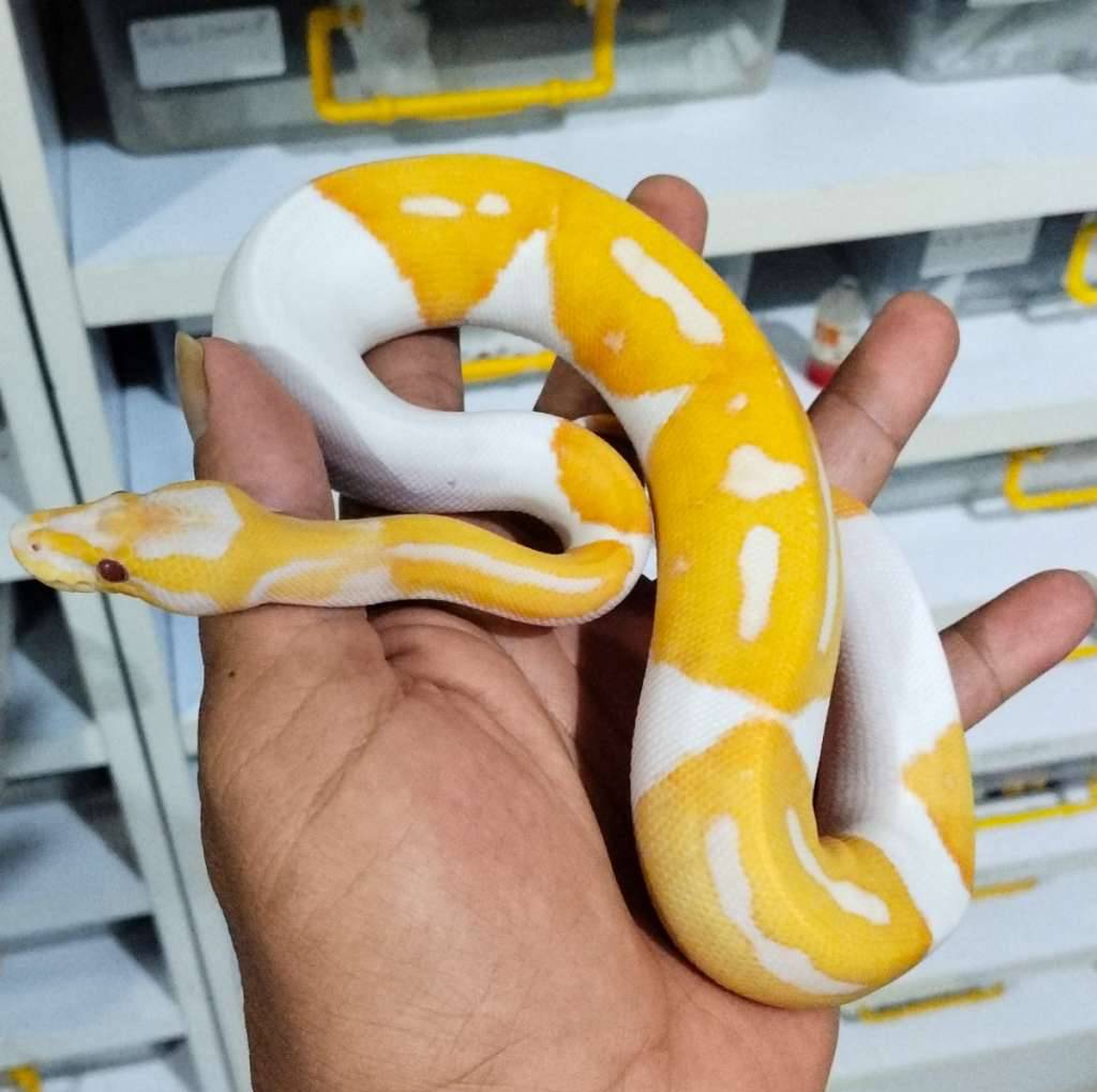ular-dreamsicle-female-K4HVGBRCI7