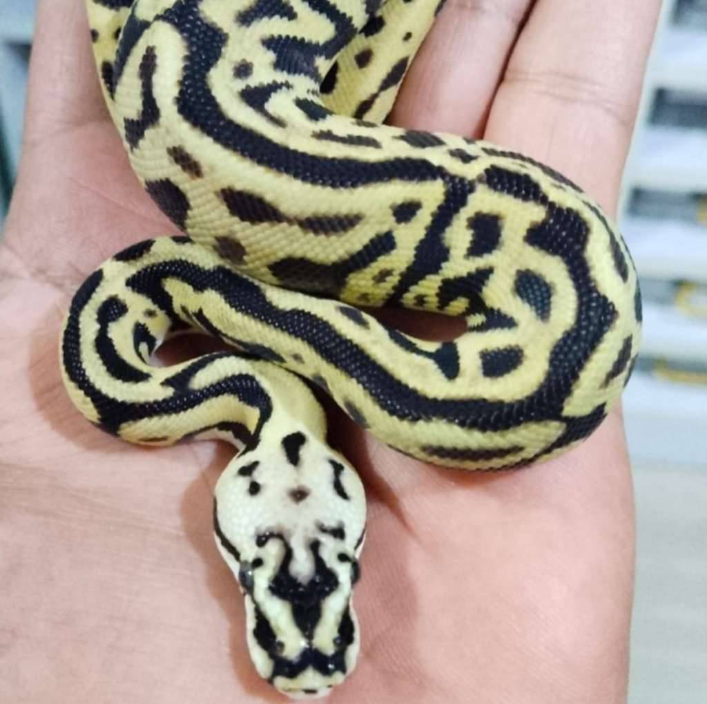 leopard-pastel-spotnose-enchi-het-clown-male-K6KUPC3PZF