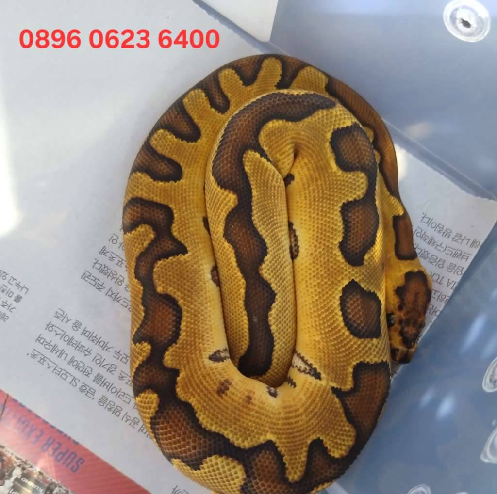ball-pyton-enchi-clown-VO02UN1ABS