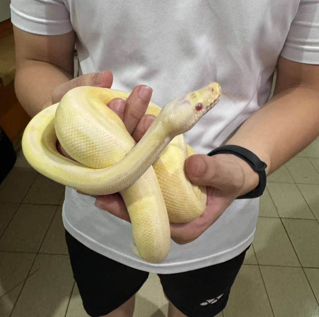bp-albino-banana-pastel-gen-stripe-X4IDBAL1K6