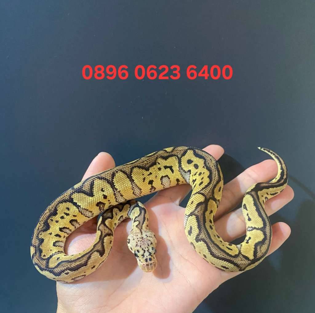 ball-pyton-pastel-spotnose-clown-LPEVD9ILEM