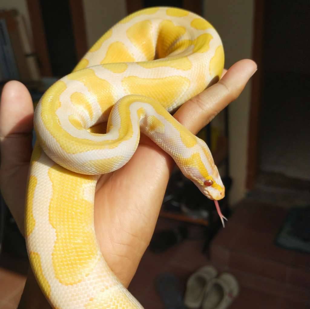 lavender-het-pied-CHWGG266NM