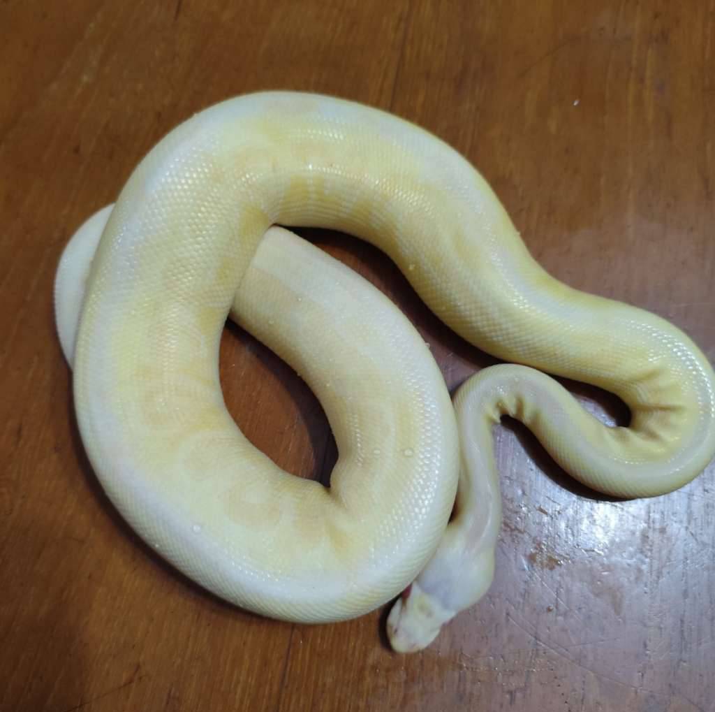 bp-albino-banana-pastel-gen-stripe-YYLOAC7TM2