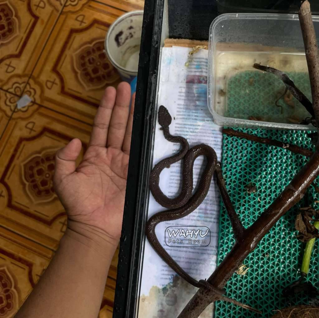 trimeresurus-purpureomaculatus--black-purpo--ular-viper-bakau-FA8H14SU9I