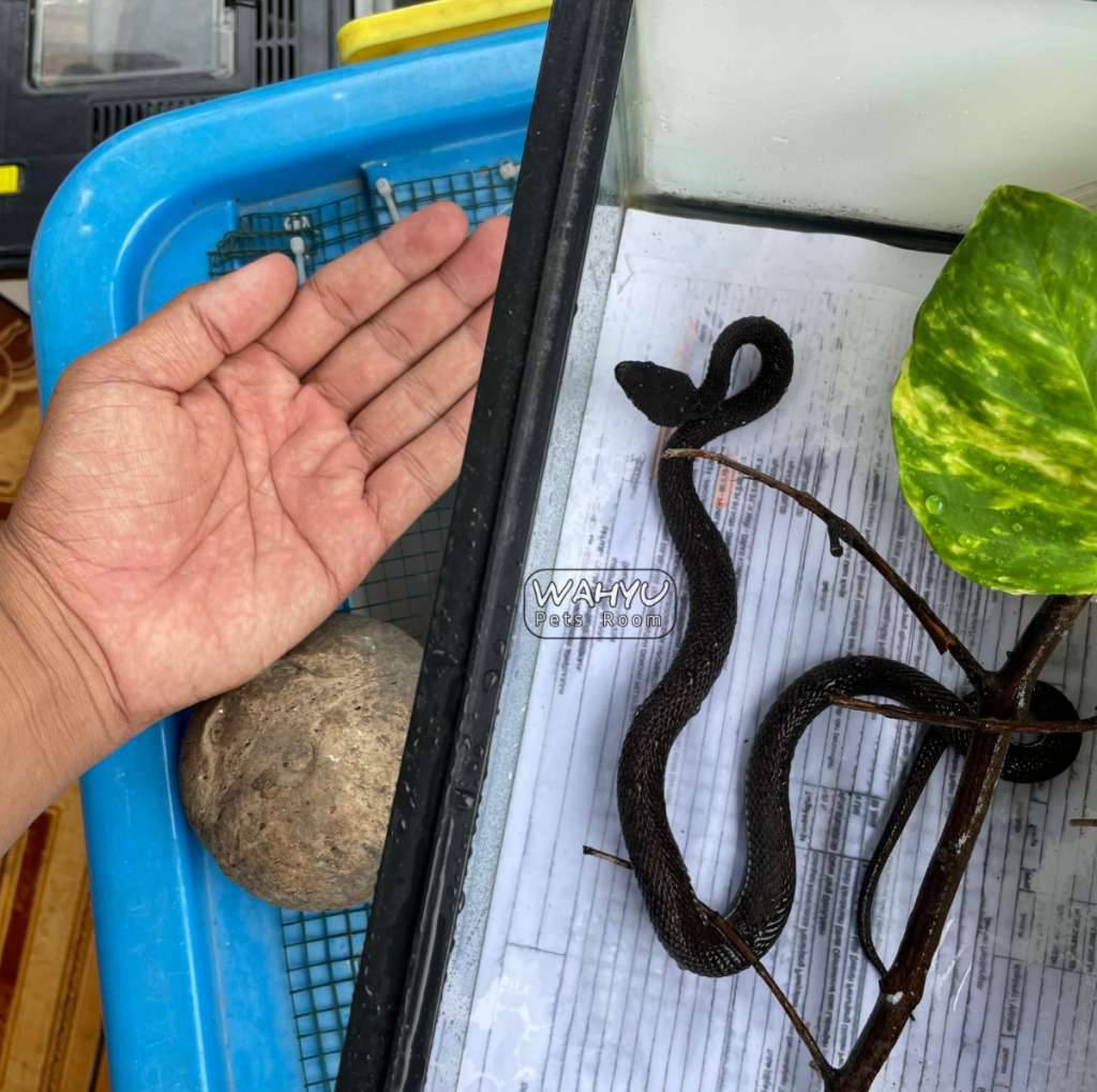 trimeresurus-purpureomaculatus--black-purpo--ular-viper-bakau-351KGJ46XQ