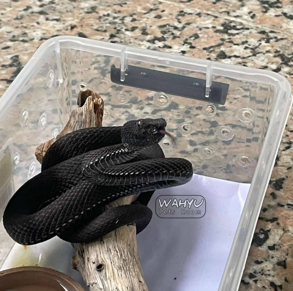 trimeresurus-purpureomaculatus--black-purpo--ular-viper-bakau-RV782CX60O